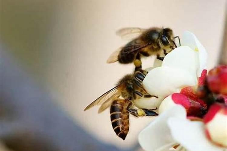 梦见成千上万的蜜蜂吃的饱饱的