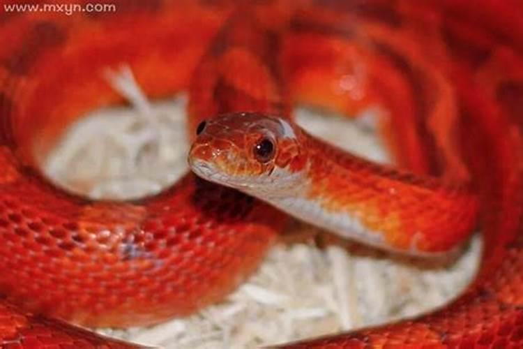 备孕梦见很多红色的蛇
