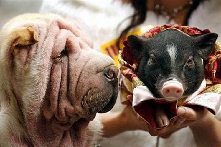 女猪和男狗配婚姻好不好