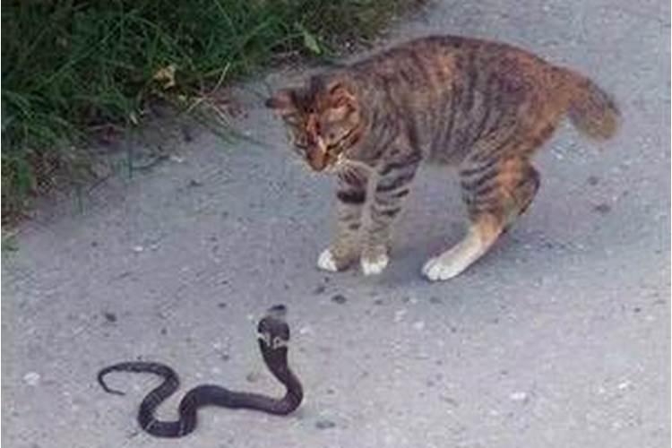 梦到猫变成蛇是什么寓意