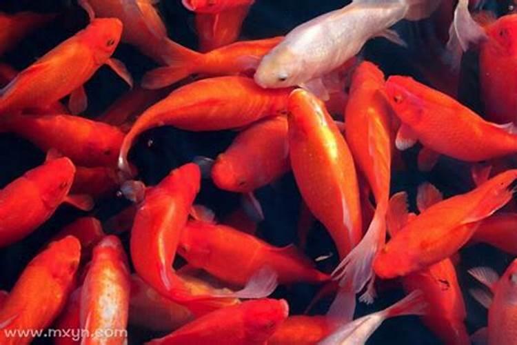 梦见水里有红色的鱼