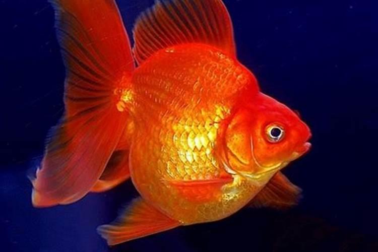 梦见红色金色的鱼在水里跳