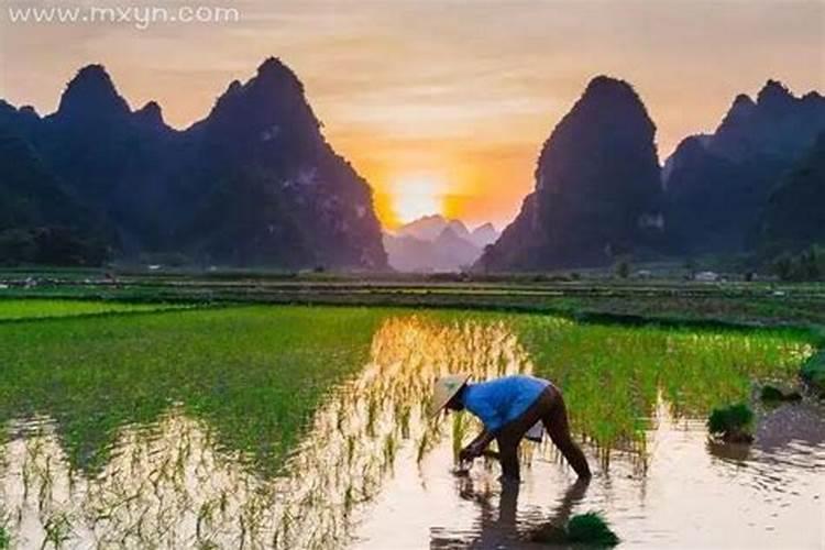 梦见大片大片的水田