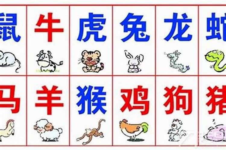 八字和生肖不合