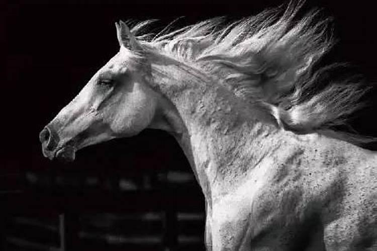 梦到一匹马是什么征兆