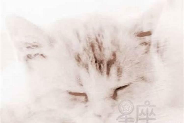 梦见别人抱着猫好不好