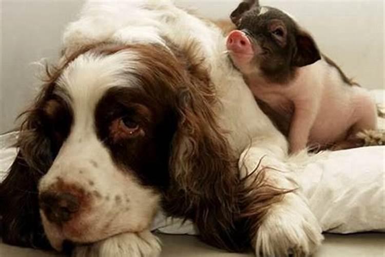 狗和猪能生出什么