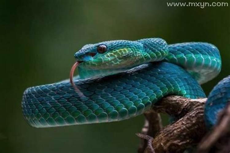 梦到蓝色的蛇是什么意思
