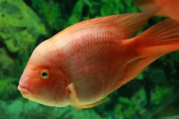 梦见大红鱼是什么意思