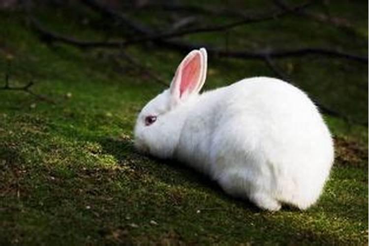 养兔子对风水运势有什么好处