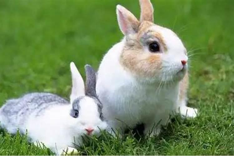 兔子多长时间繁殖下一代