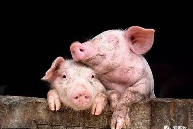 梦见两头猪从猪栏里跑出来