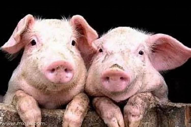 梦见两头猪从猪栏里跑出来