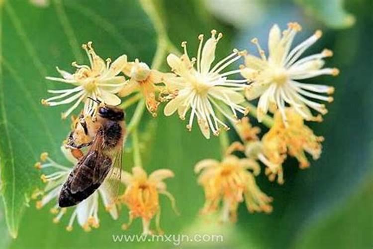 做梦梦见被蜜蜂蛰是什么意思