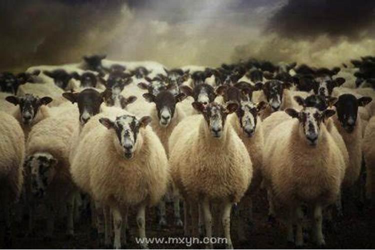 梦见羊群是什么预兆