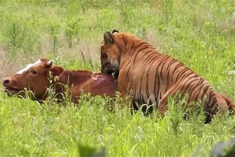 虎和牛能结婚吗?