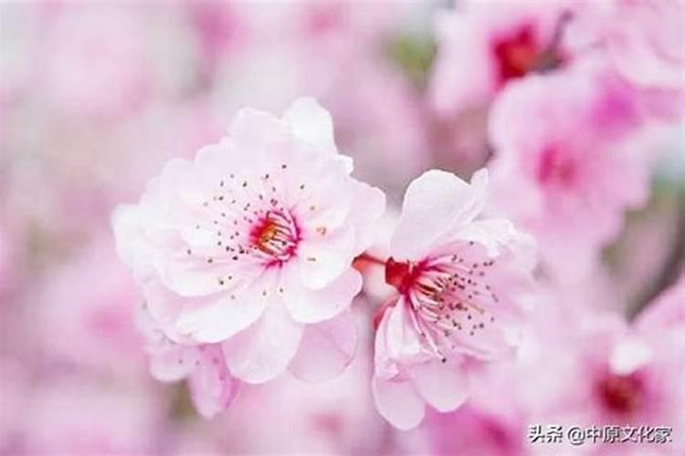 桃花运的桃花指什么