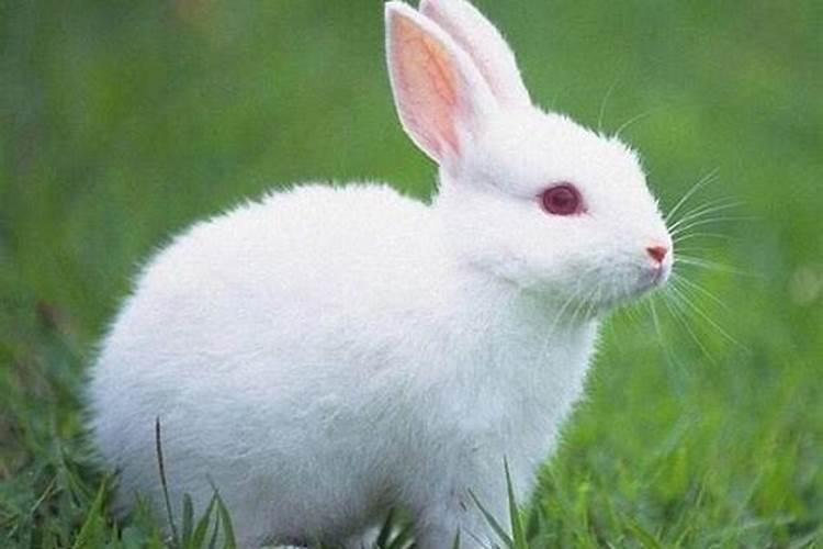 兔的贵人是哪个生肖