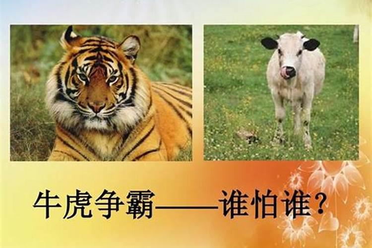 禹猴和禹牛八字合不合