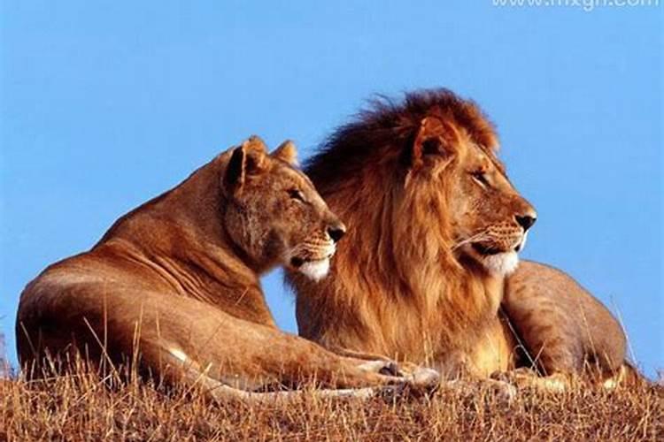 梦见老虎和狮子是什么预兆