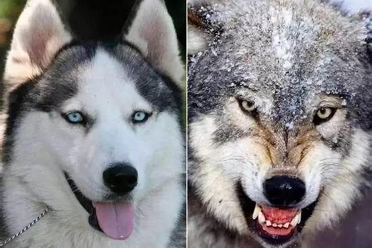 梦到狗和狼是什么意思?
