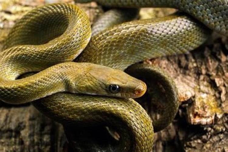 梦见黄色的蟒蛇是什么预兆