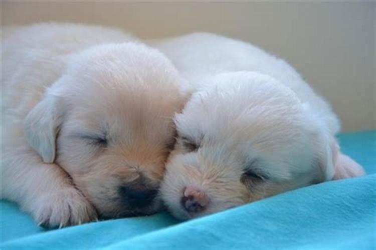 梦见狗生了三只小白狗