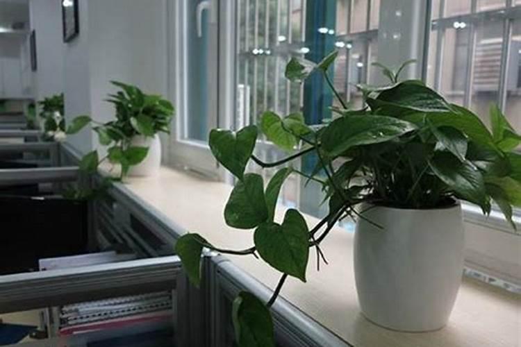 办公室里放什么植物好风水好呢