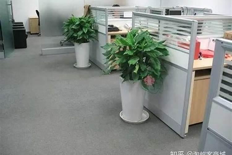 办公室摆放什么植物风水好