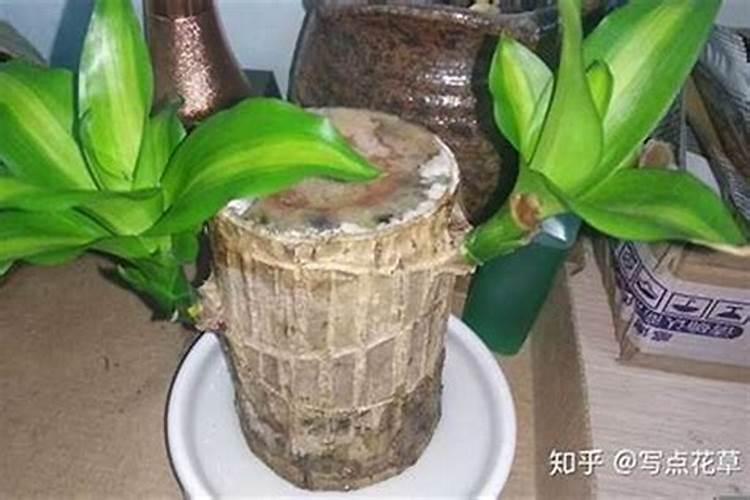 白色太岁功效与作用