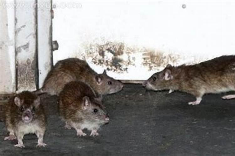 梦见老鼠成群是什么意思