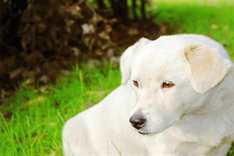 梦见白色的狗是什么预兆