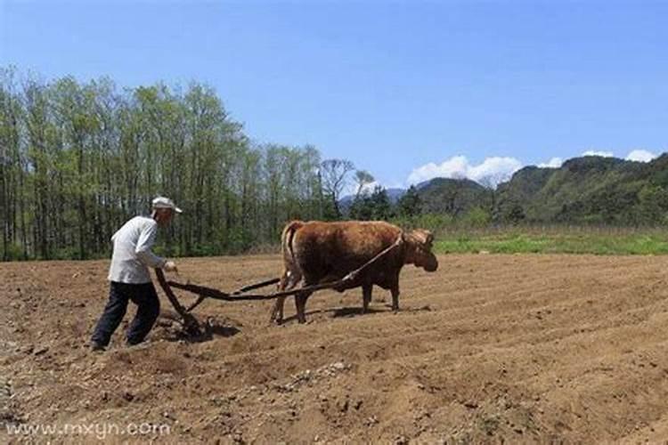 梦见马犁地是什么兆头