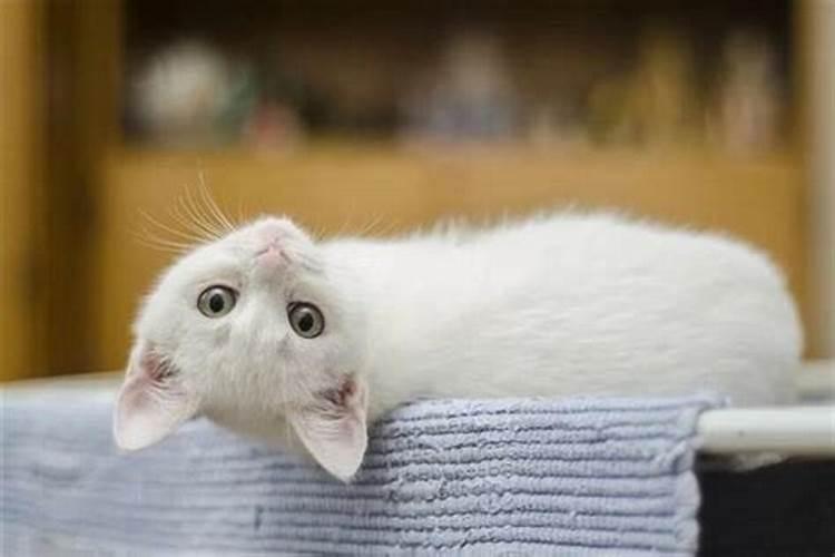 梦见白猫追着咬自己