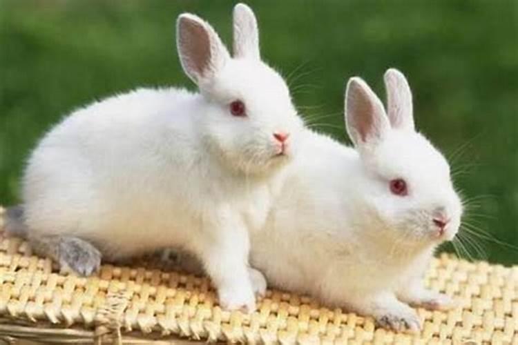 属兔的和属兔的结婚合不合适