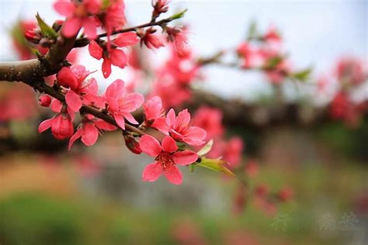 桃花红桃花艳开在三月天