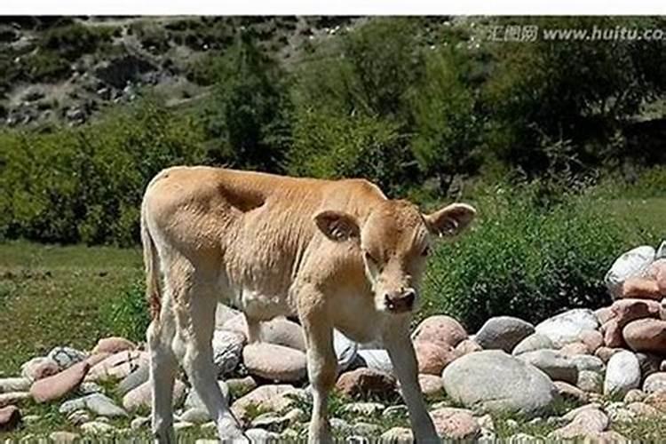 孕晚期梦见一头牛