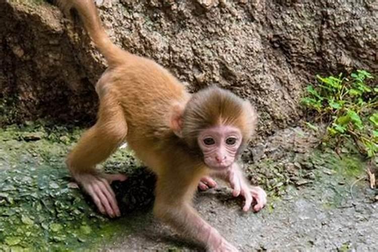 2020年属猴的人犯太岁吗