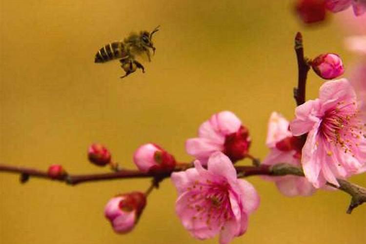 怎么招桃花运最快风水