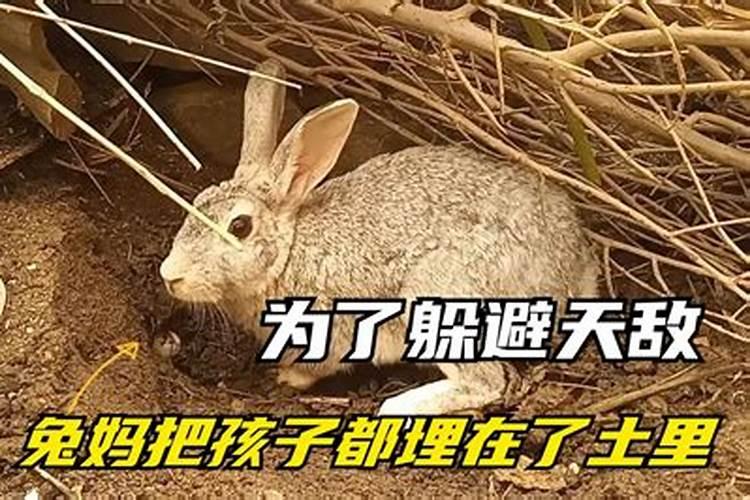 兔子和什么是天敌