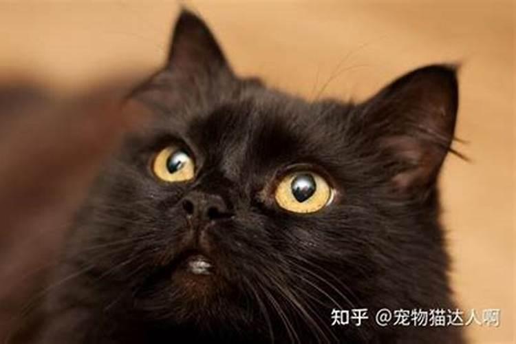 黑猫对人运势有什么