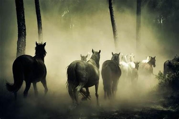 梦见看到一群漂亮的马