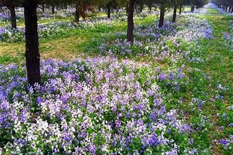 坟前适合种什么树或花