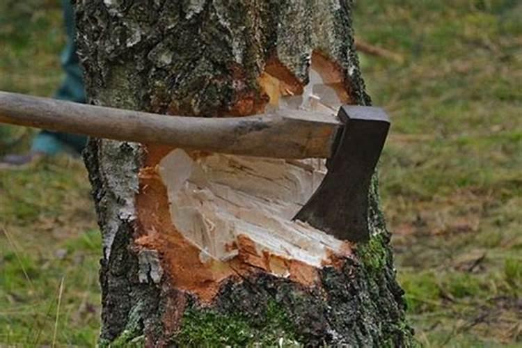 梦见熟悉的妇女砍树是什么意思