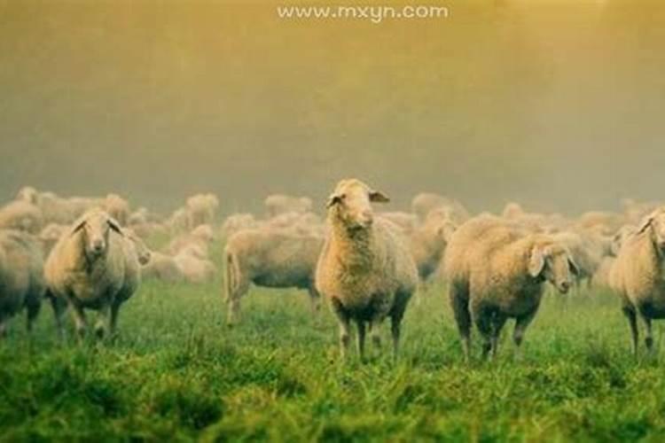 梦见羊群是什么意思