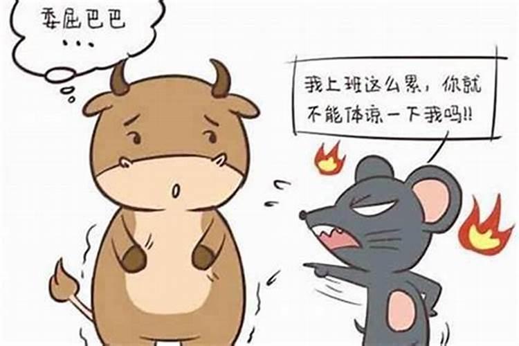 本命年可以结婚吗属鼠