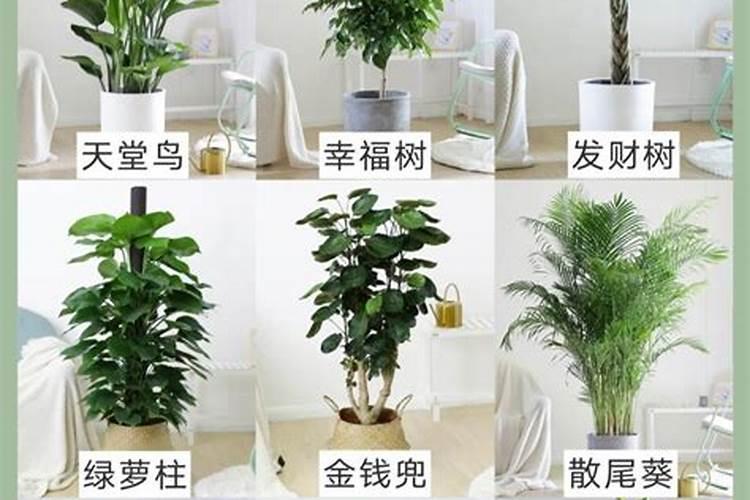 茶花树放在客厅怎么样