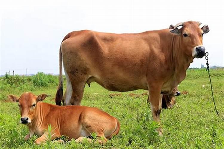 孕妇梦见被一头牛追