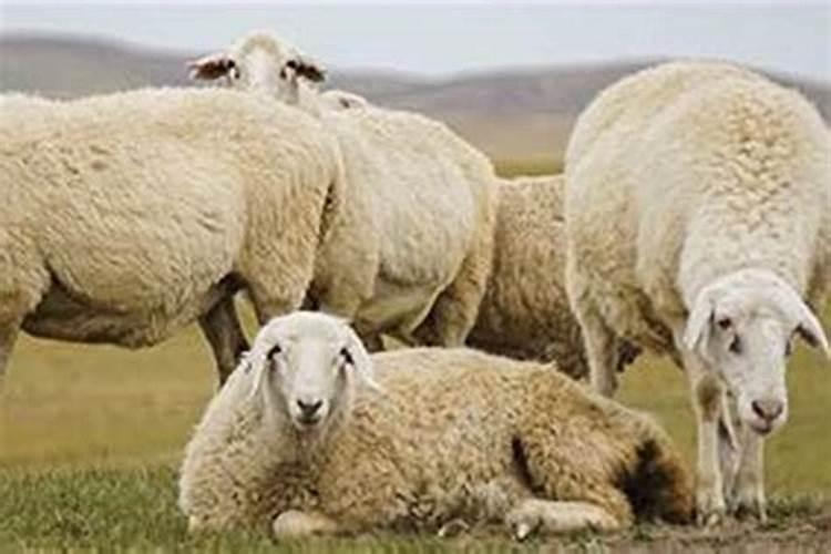 羊和什么属相不合婚