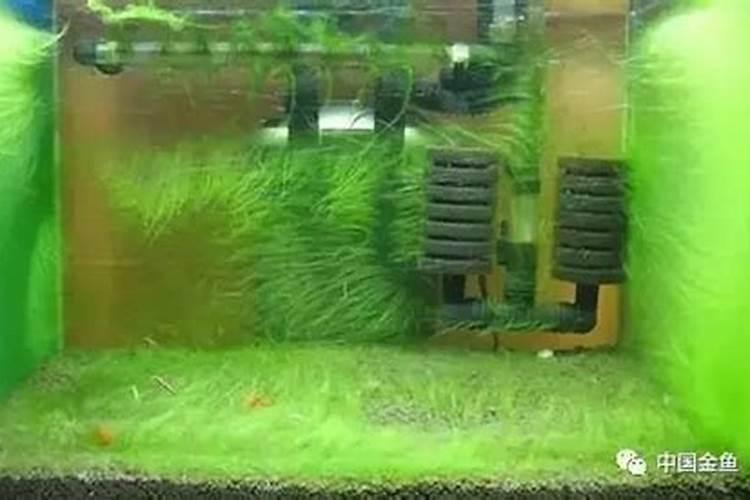 鱼缸绿水养啥鱼能除掉